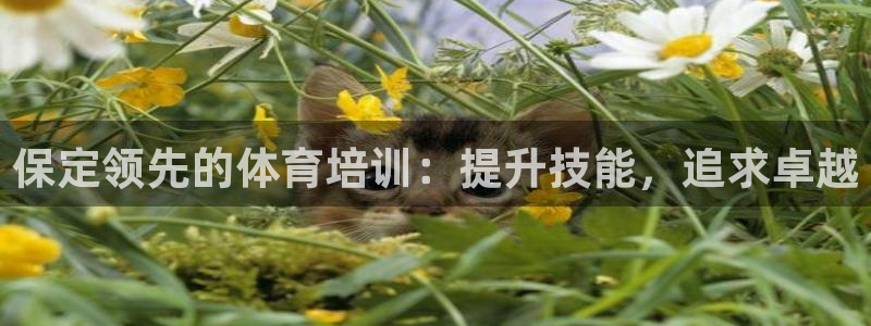 极悦平台注册流程详解图：保定领先的体育培训：提升技能